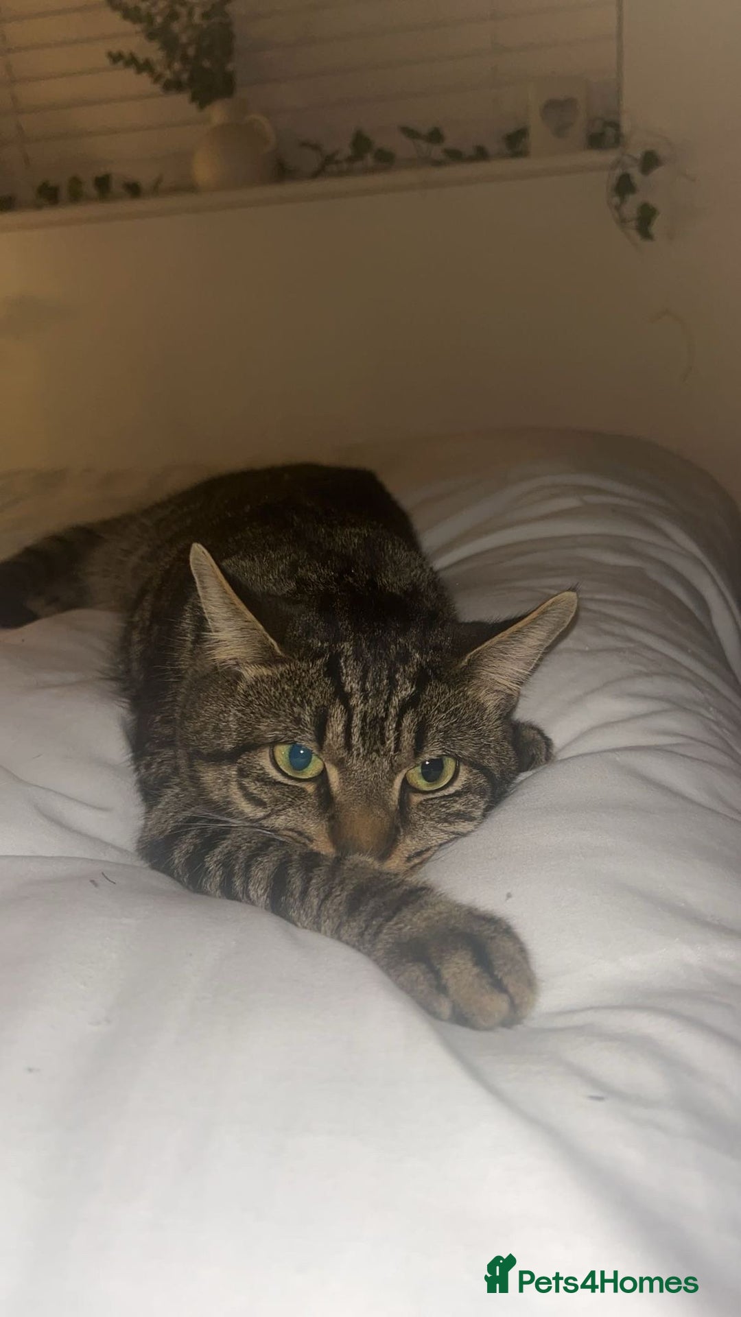 British Shorthair cats for sale: British shorthair x Bengal kittens - Image 25