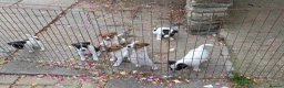 Jack Russell dogs for sale: Small strain Jack Russel pups - Advert 1