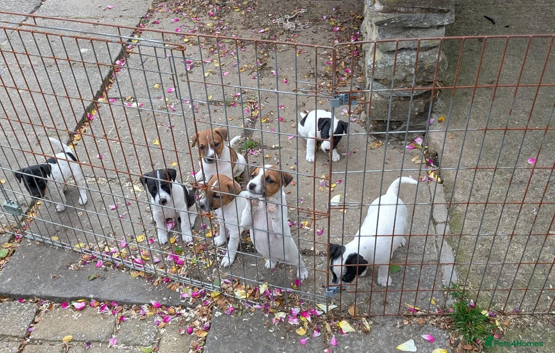 Jack Russell dogs for sale: Small strain Jack Russel pups - Advert 1