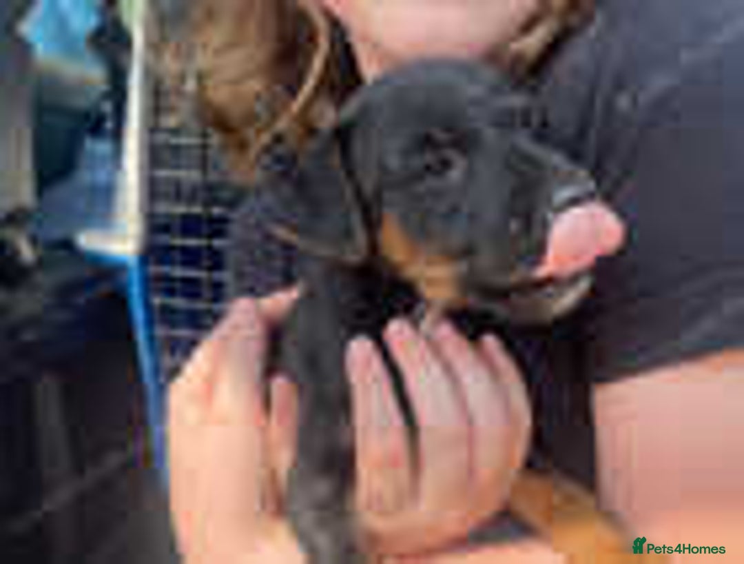 Jack Russell dogs for sale: Adorable Jack Russell Puppies for Sale! - Image 2