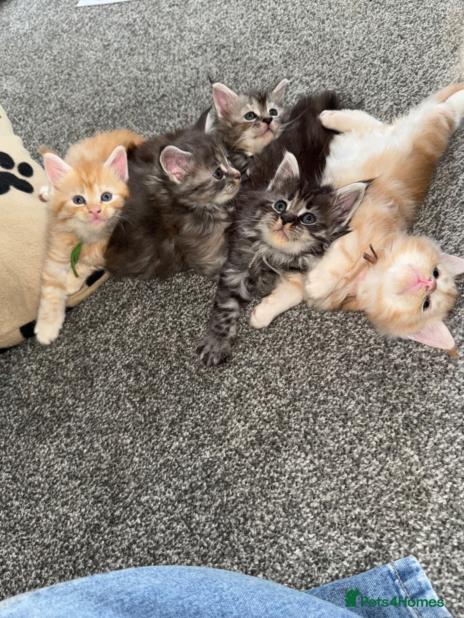 Maine Coon cats Pure Mainecoons  - Advert 16