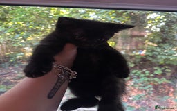 Domestic Shorthair cats for sale: Black male kitten from a sphinx mother - Image 4