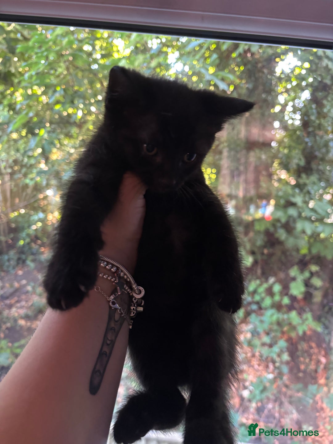 Domestic Shorthair cats for sale: Black male kitten from a sphinx mother - Image 4