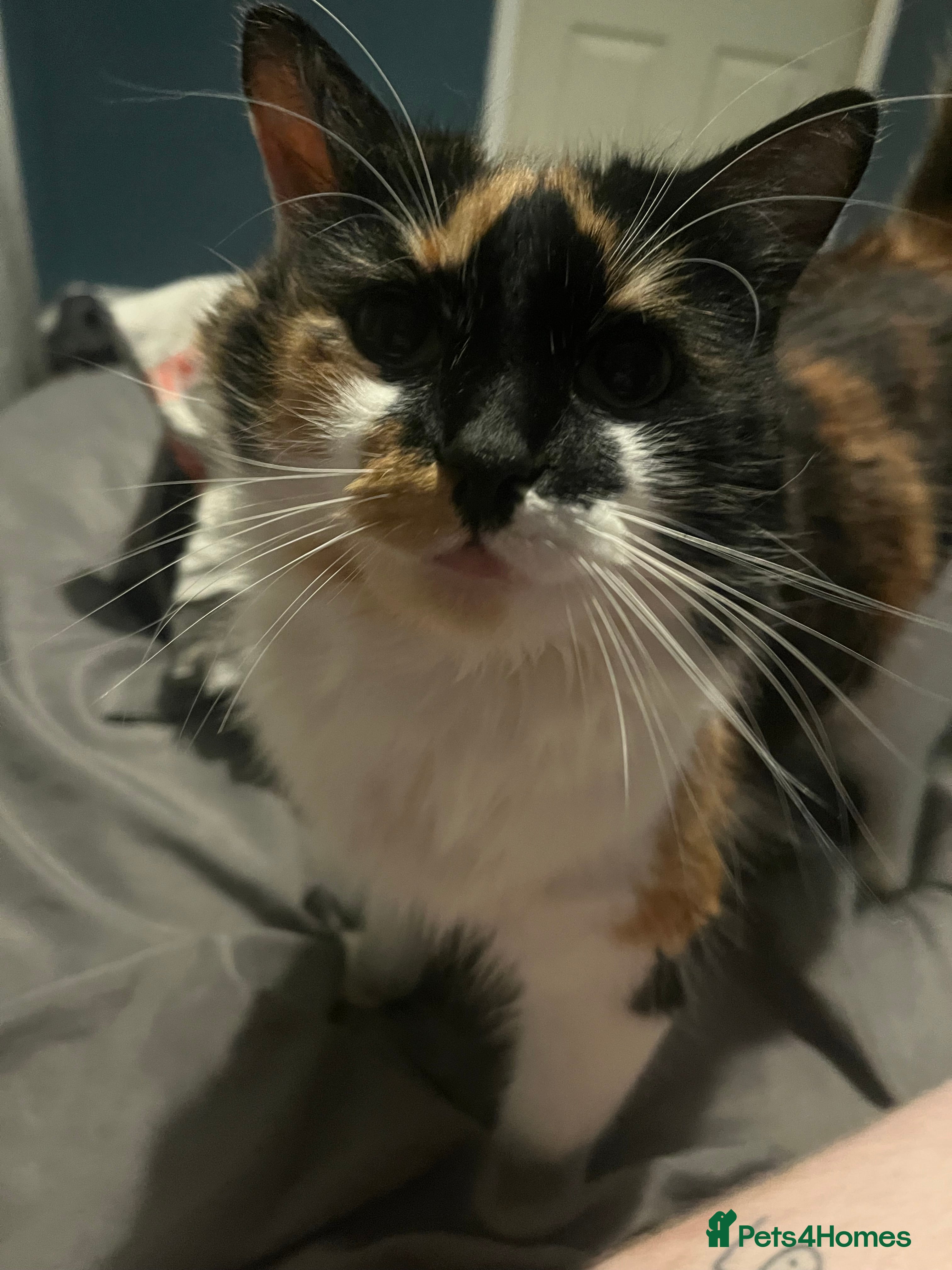 Mixed Breed cats Kittens - Advert 3