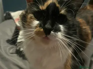 Mixed Breed cats Kittens - Advert 3