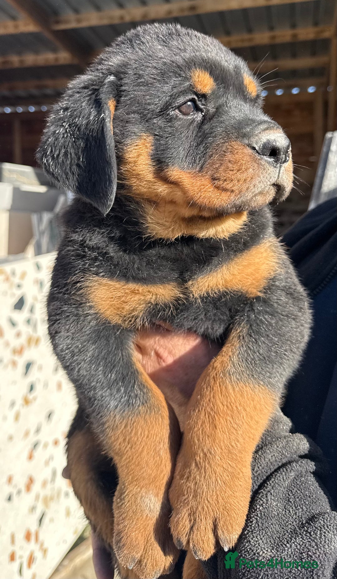 Rottweiler dogs for sale: Stunning chunky Rottweiler puppies - Image 10