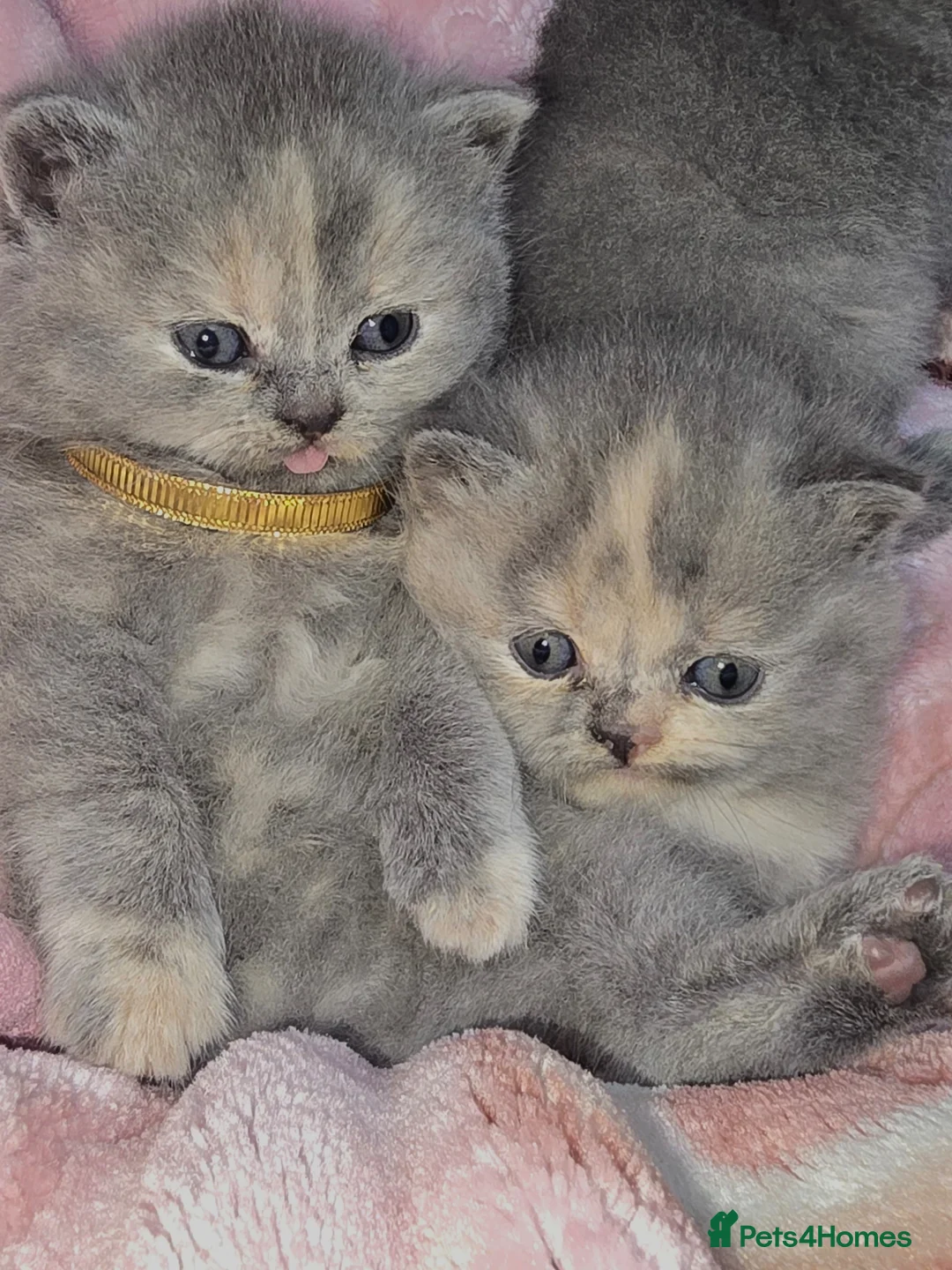 British Shorthair cats for sale: 4 Adorable female kittens  - Advert 1
