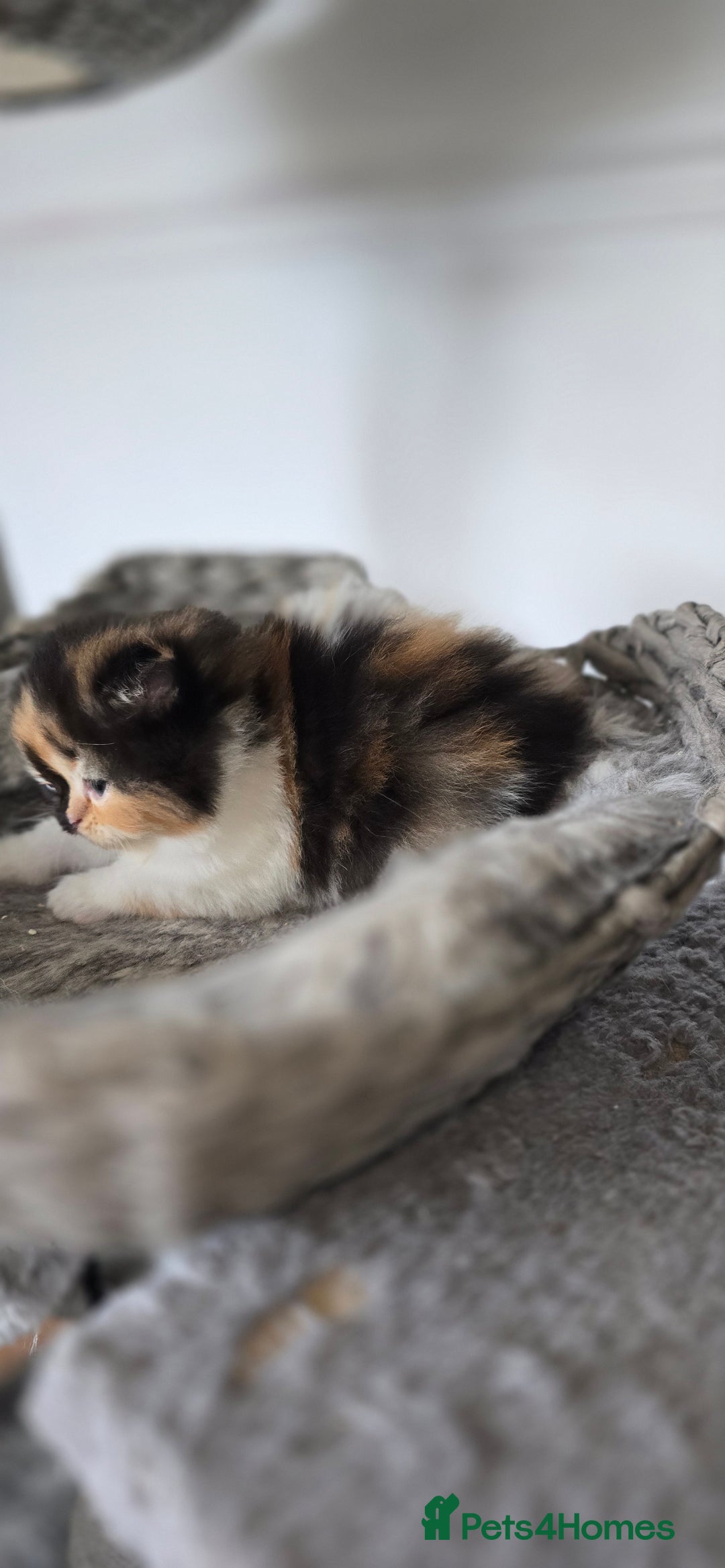 Persian cats for sale: 😻 Stunning persian kittens  - Image 7