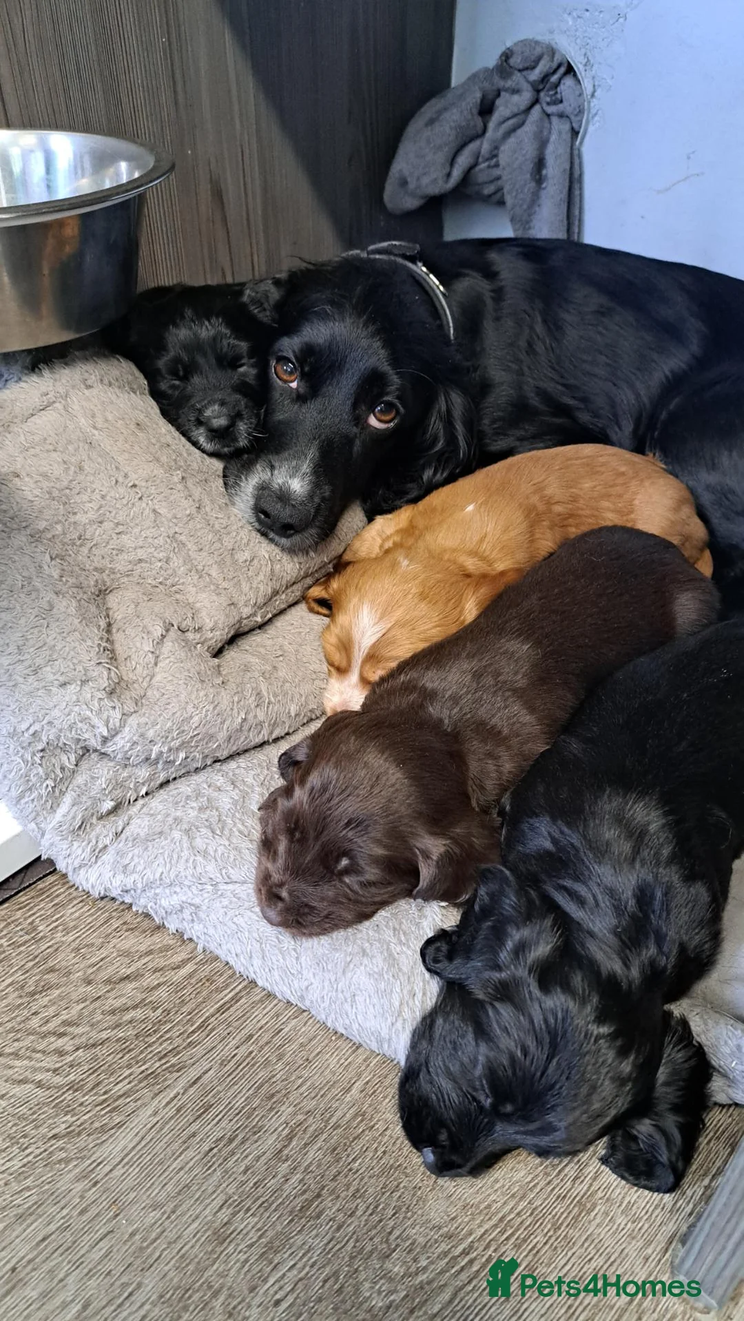 Cocker Spaniel dogs for sale: Home raised puppies - Advert 1