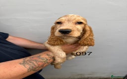 Cocker Spaniel dogs for sale: Fabulous Cocker Spaniel Pupies - Image 1