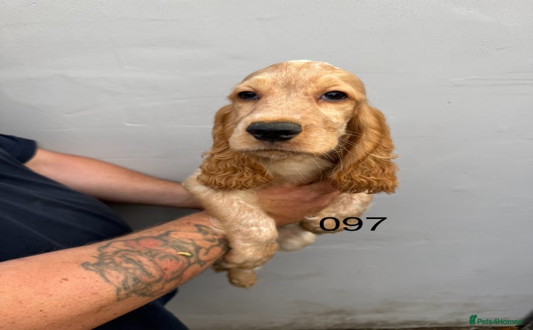 Cocker Spaniel dogs - Advert 1