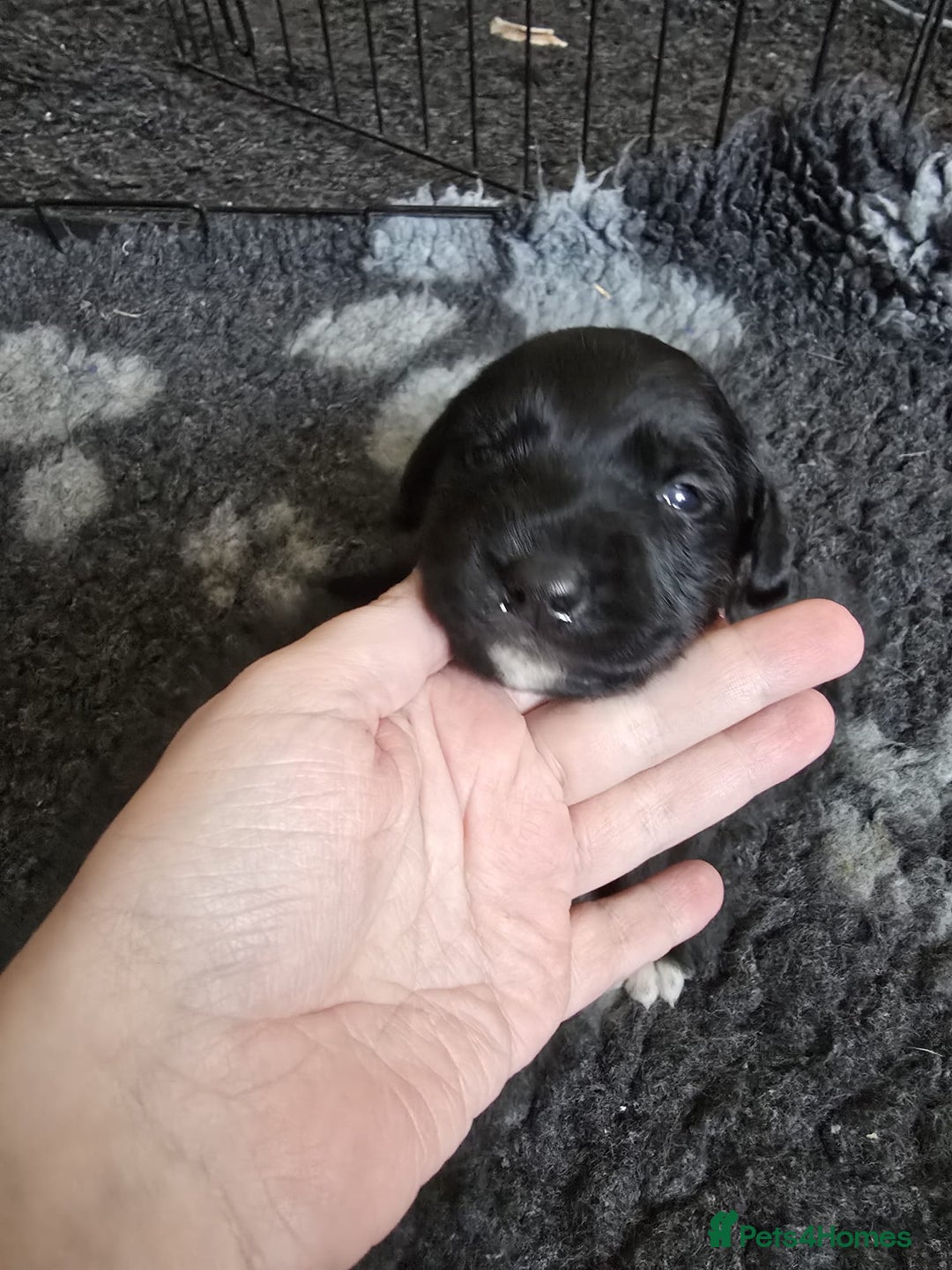 Mixed Breed dogs for sale: 8 Beautiful Puppies Looking for Forever Homes! - Advert 18