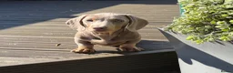 Miniature Dachshund dogs for sale: Miniature dachshund males - Advert 14