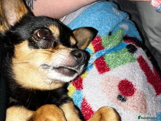 Chihuahua dogs - Advert 1