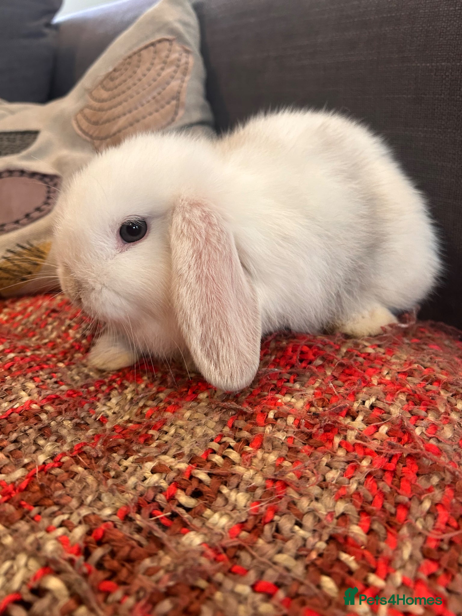 Mini Lop rabbits Two male mini lops ready in June - Advert 10