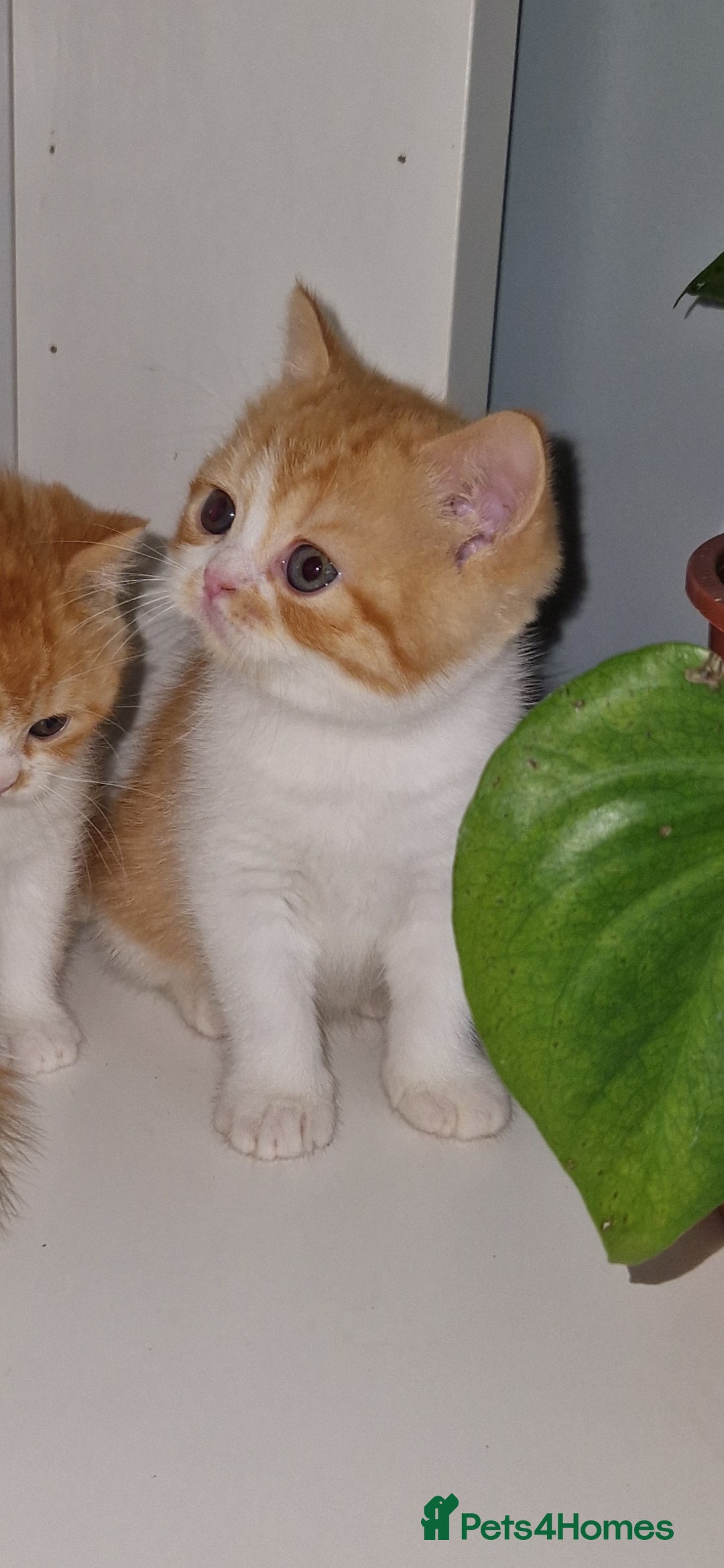 British Shorthair cats for sale: Beautiful Red bi colour British Shorthair  - Image 1