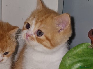 British Shorthair cats - Advert 18