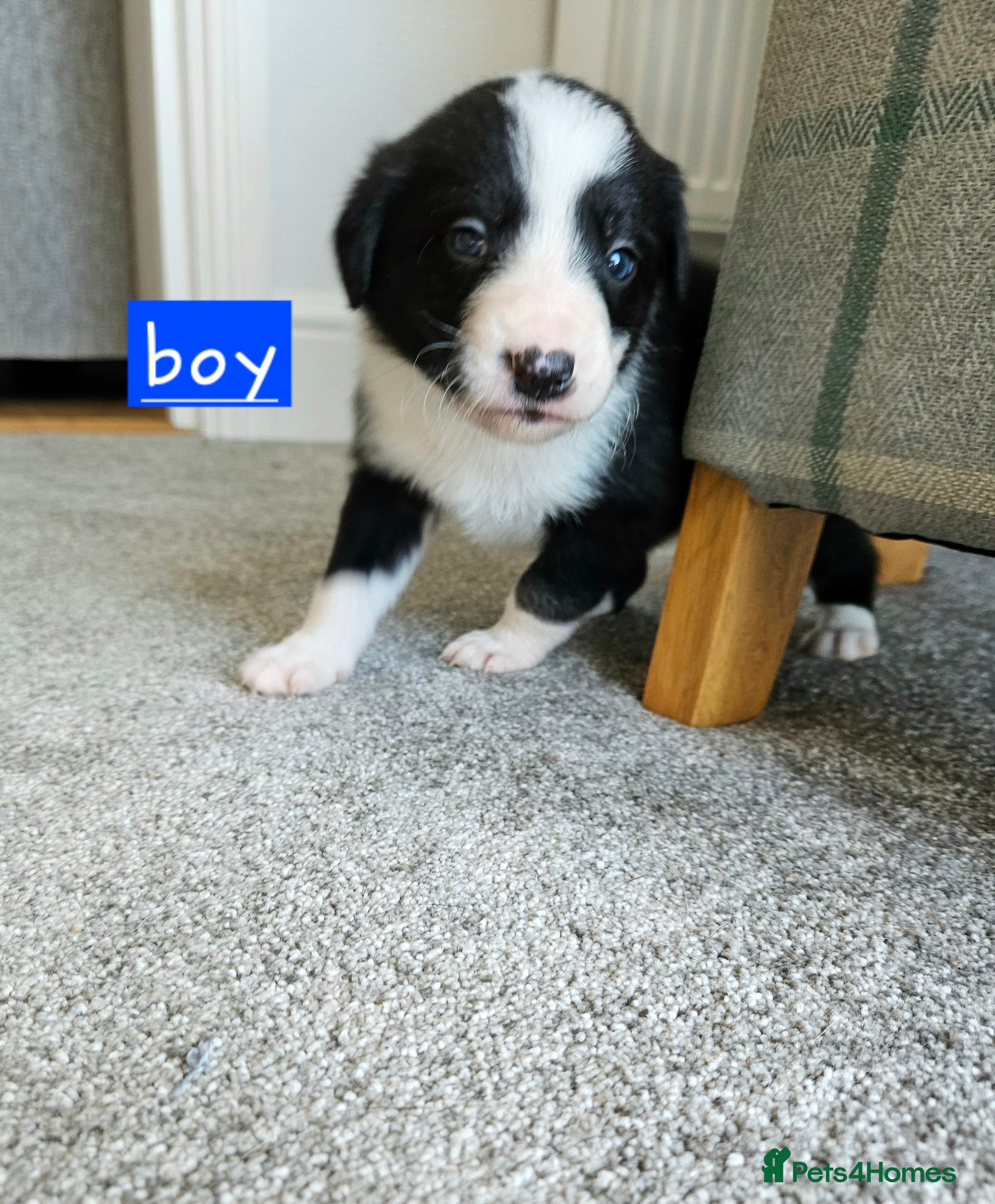 Border Collie dogs 🔥Unique tri border collie pups 🔥 - Advert 2