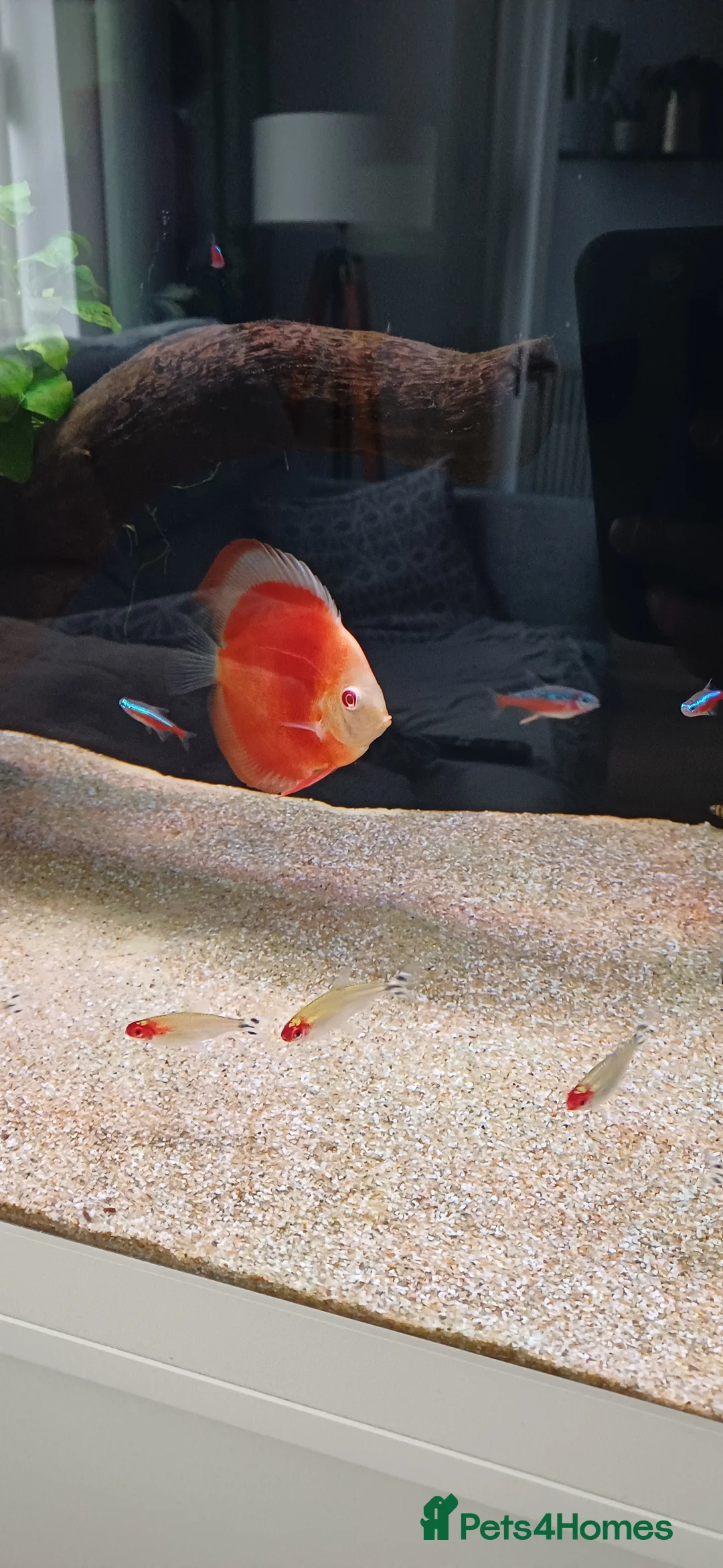 Discus fish for sale: Discuss fish - Advert 8