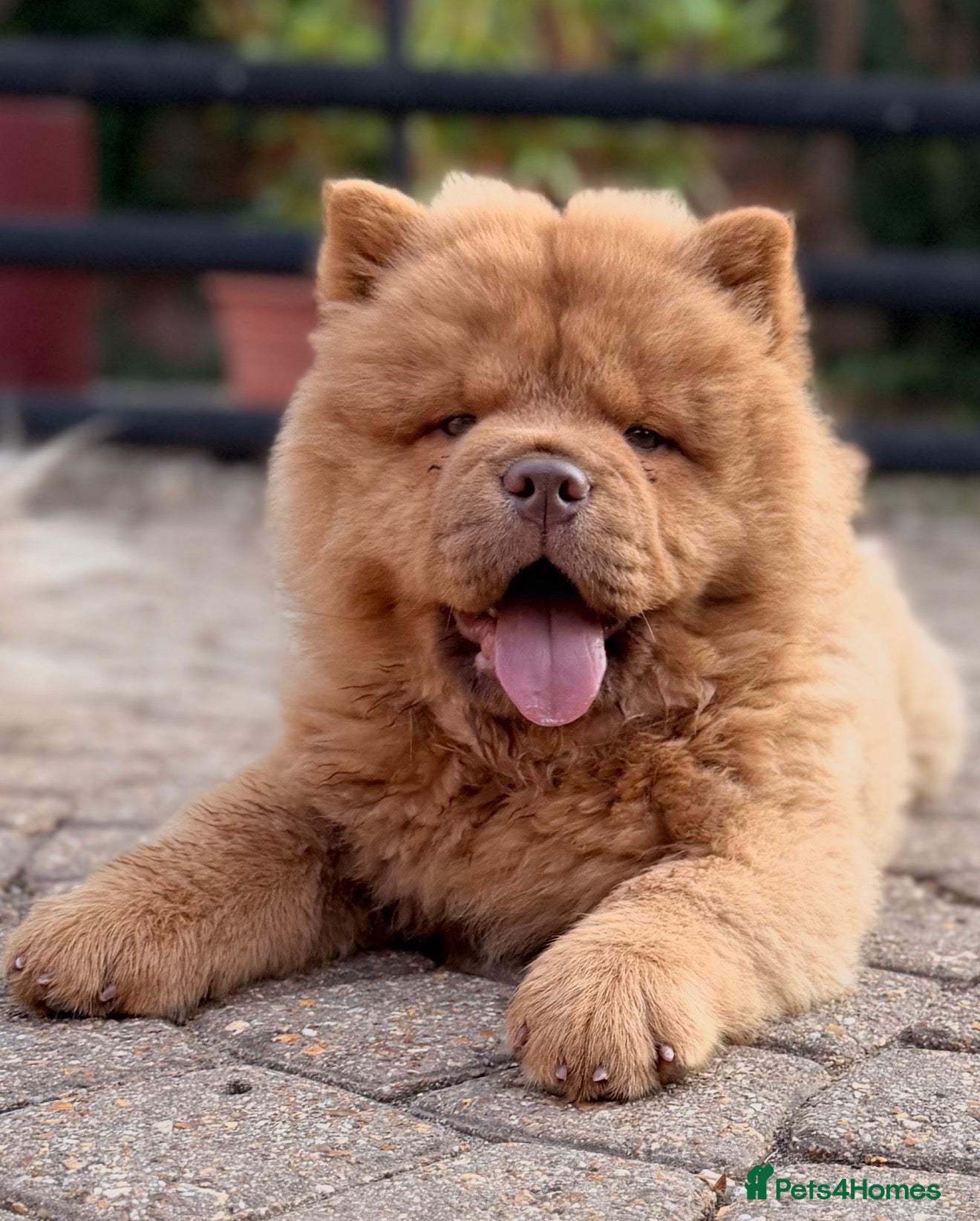 Chow Chow dogs REDUCED-Ready to leave-£1500 - Advert 1