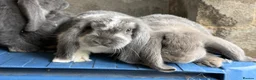 French Lop rabbits for sale: Stunning French lop babies  - Advert 24