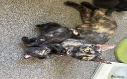 Mixed Breed cats for sale: Two female kittens for forever homes  - Image 3