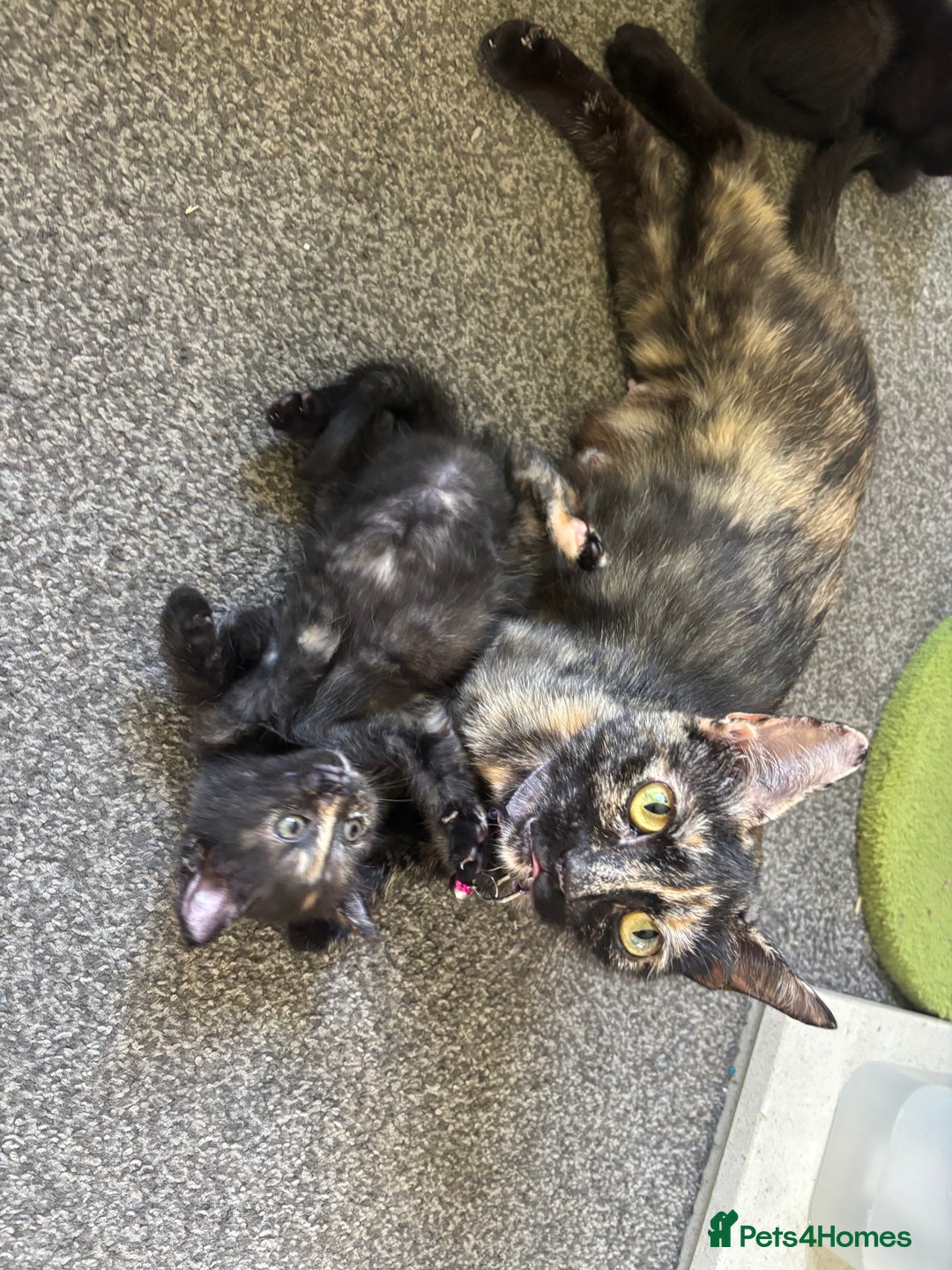 Mixed Breed cats for sale: Two female kittens for forever homes  - Image 3