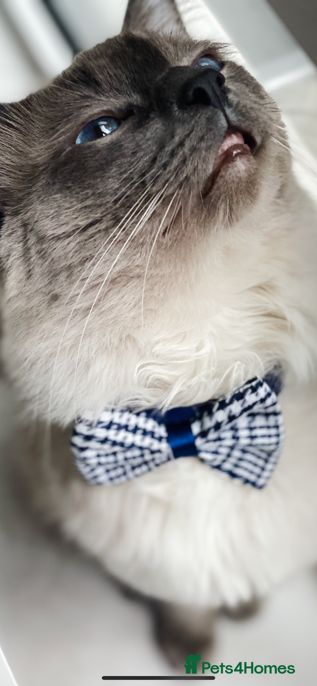 Ragdoll cats for stud: Pure Ragdoll stud in London - Advert 8