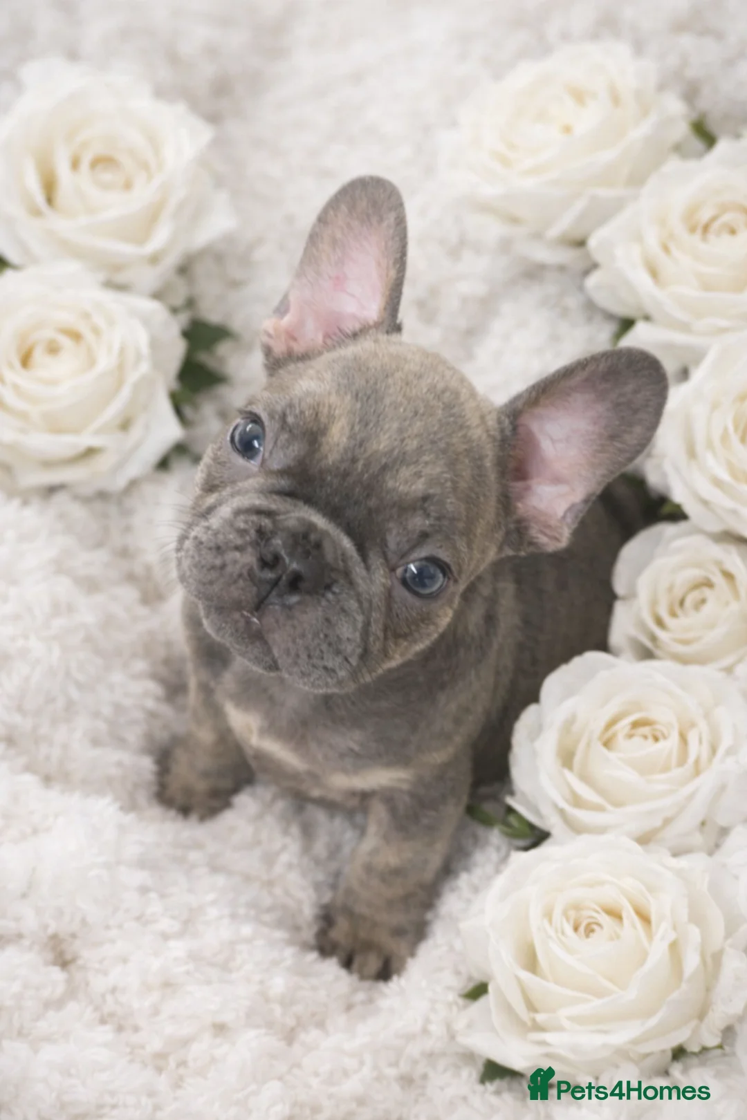 French Bulldog dogs for sale: Quality french bulldogs for sale - Advert 2