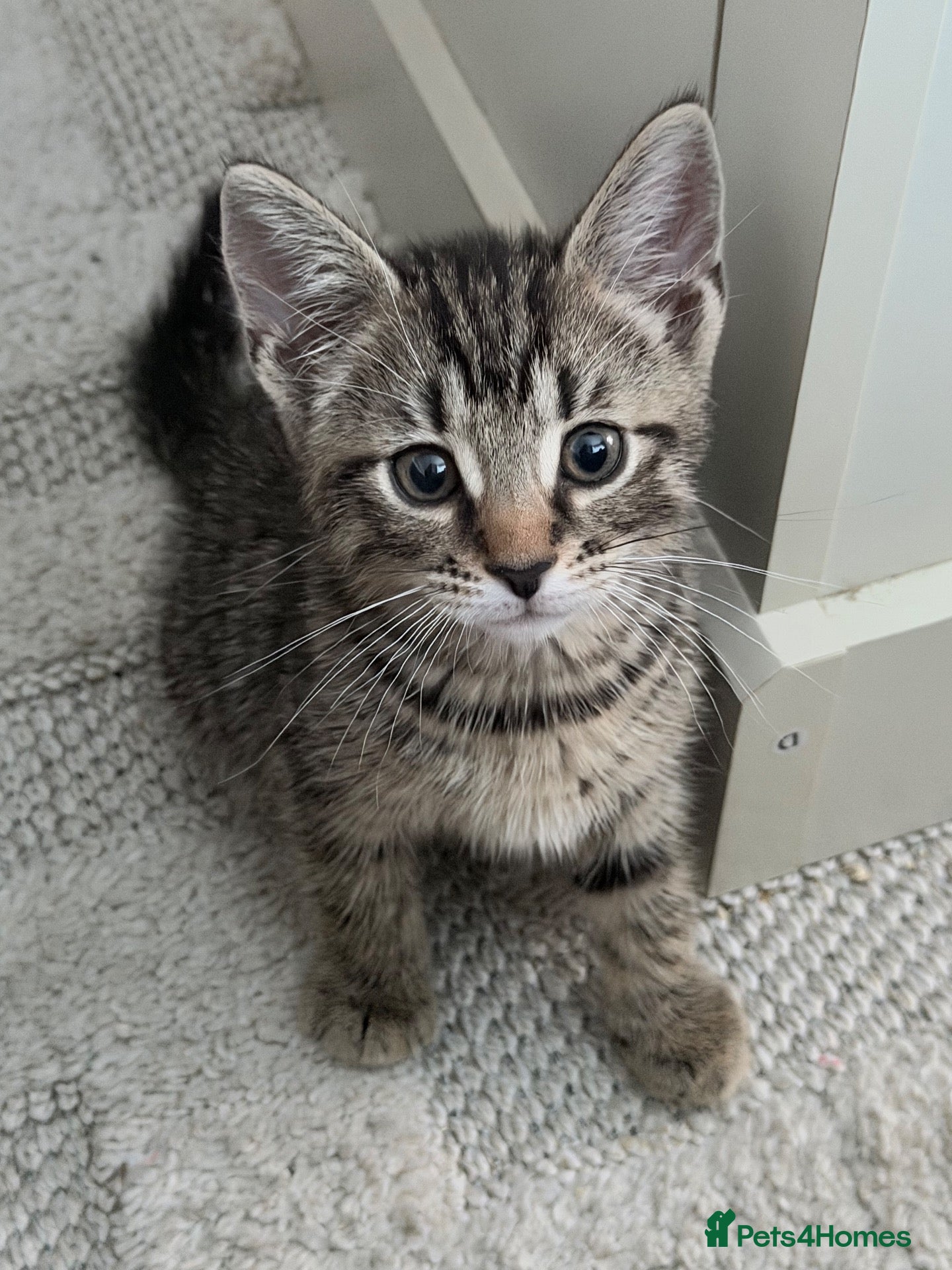Mixed Breed cats 2 kittens looking for loving home 🐾 - Advert 1