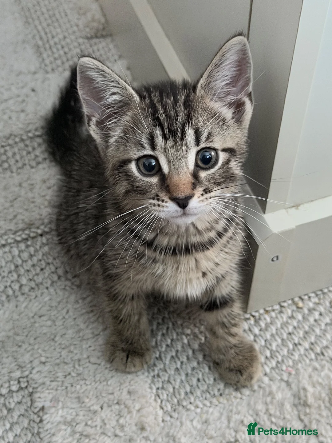 Mixed Breed cats for sale: 2 kittens looking for loving home 🐾 - Advert 1