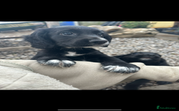 Cocker Spaniel dogs for sale: KC registered working Cocker Spaniel puppies - Image 20