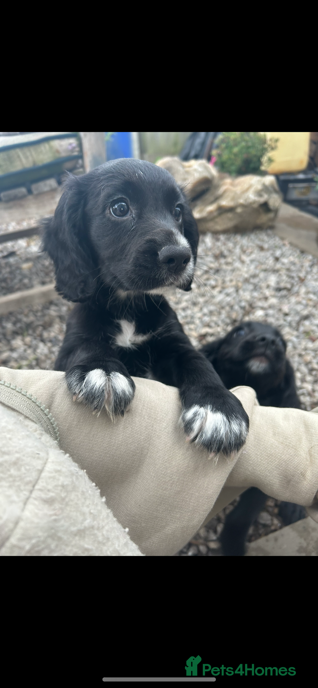 Cocker Spaniel dogs for sale: KC registered working Cocker Spaniel puppies - Image 20