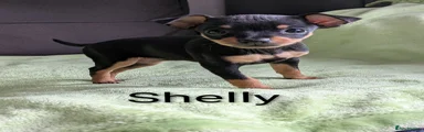 Shelly