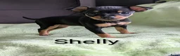 Mixed Breed dogs for sale: Miniature Pinscher x Russian Toy Terrier Puppies - Advert 4