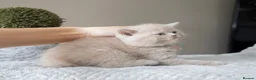 British Shorthair cats for sale: 🐾 Beautiful British Shorthair Kittens🐾 - Advert 7