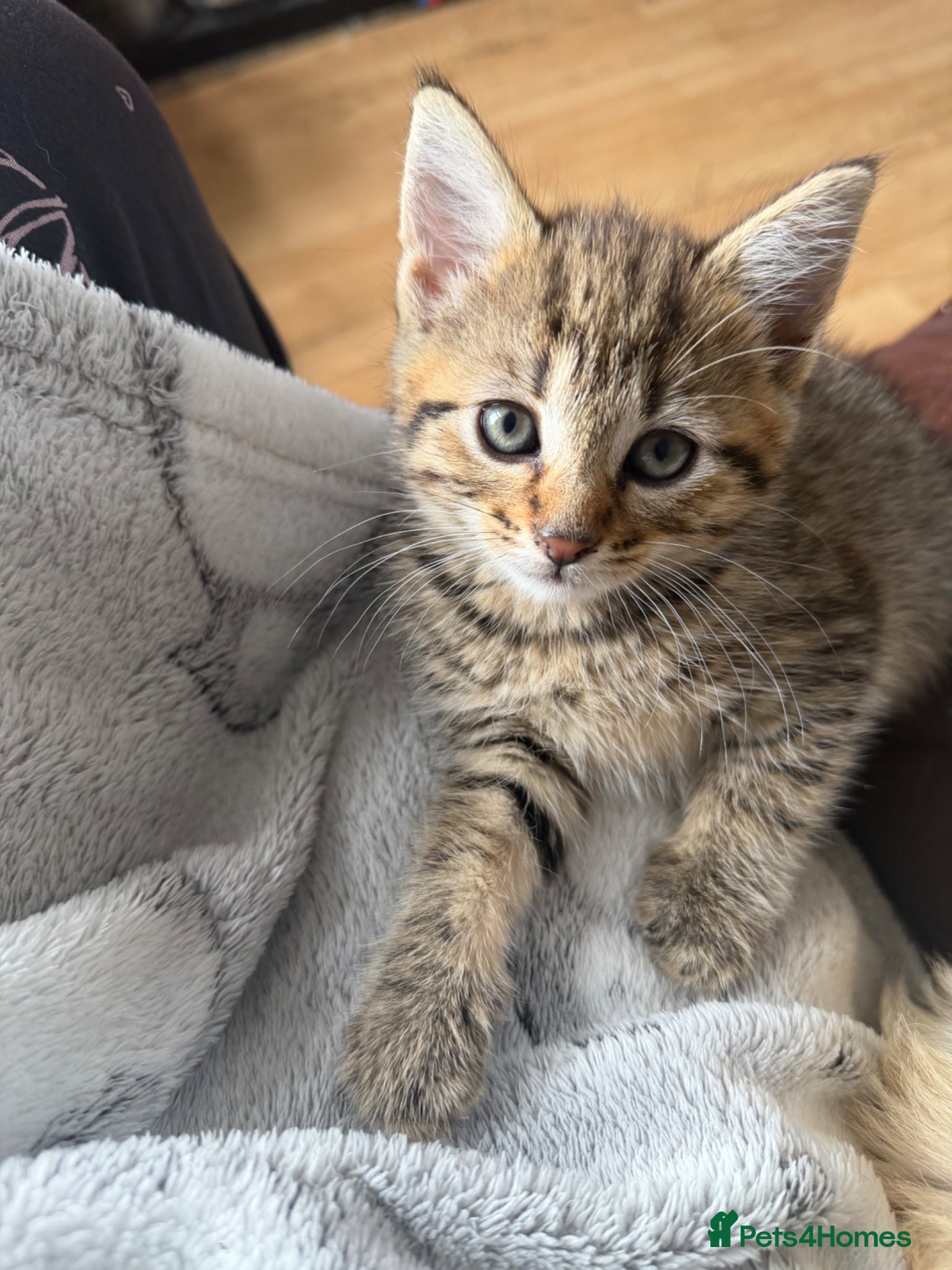 Domestic Shorthair cats Female kitten - Advert 2