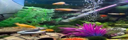 Other/Mixed Breed fish for sale: Tropical fish - mollies, platies and guppies - Advert 4
