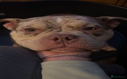 English Bulldog dogs for sale: Pocket bully girl - Image 6