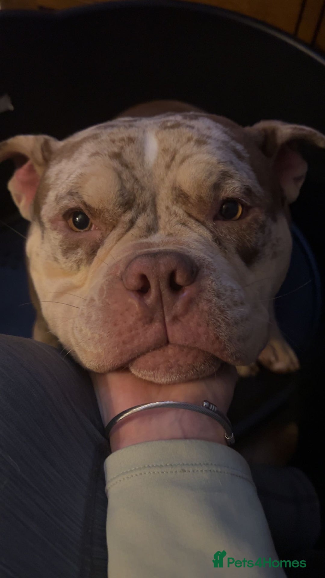 English Bulldog dogs for sale: Pocket bully girl - Image 6