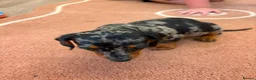 Dachshund dogs for sale: Beautiful puos - Advert 13