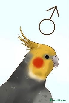Cockatiels birds Looking for a tame male cockatiel  - Advert 10