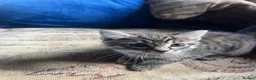 Mixed Breed cats for sale: GORGEOUS FLUFFY KITTEN - Advert 7