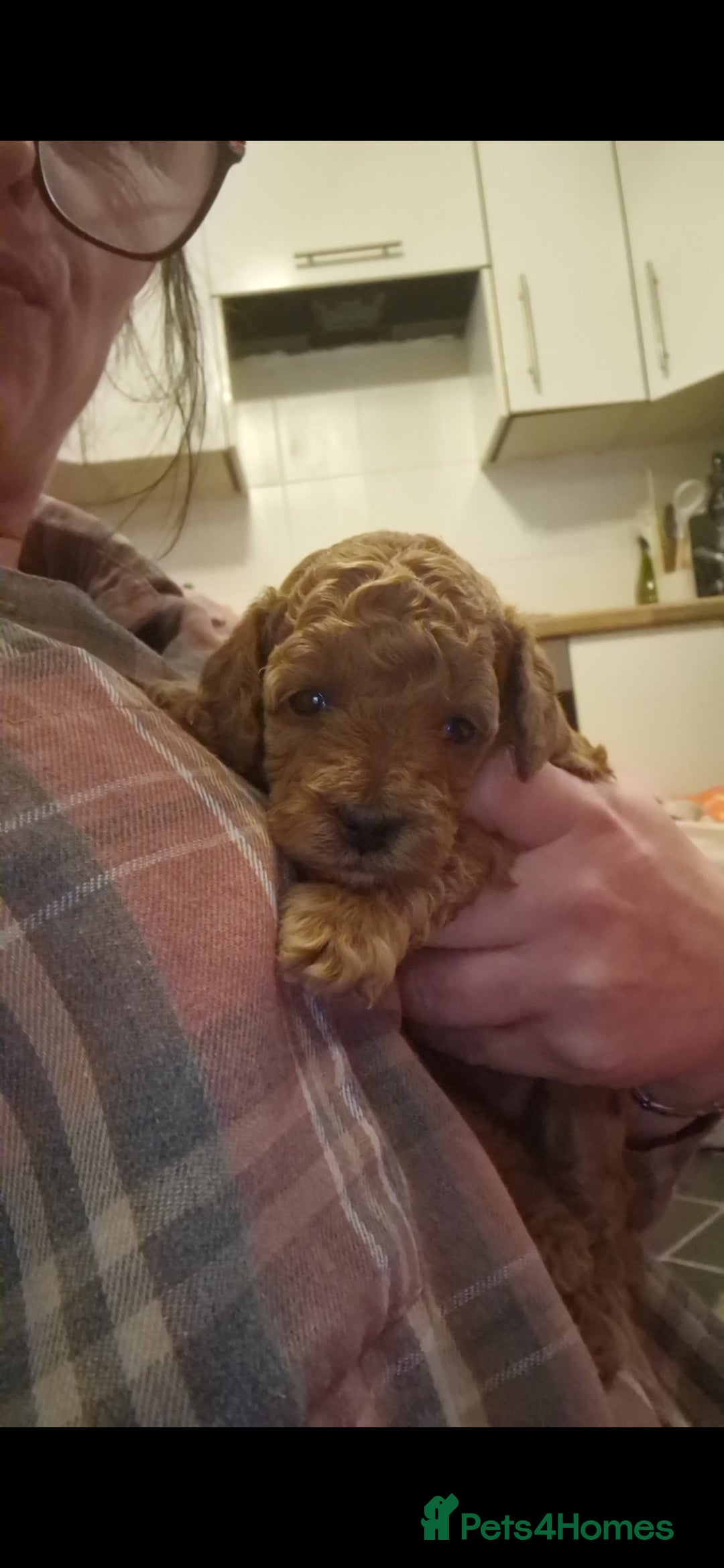 Cockapoo dogs for sale: Adorable red f1b toy cockapoos  - Advert 11