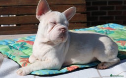 French Bulldog dogs for sale: Stunning merle boy  - Image 1