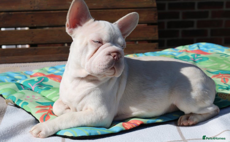 French Bulldog dogs - Advert 2