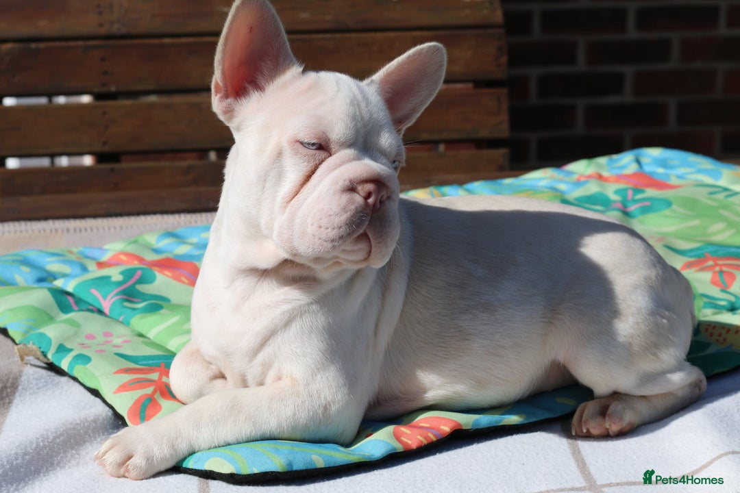 French Bulldog dogs for sale: Stunning merle boy  - Image 1
