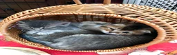 Scottish Fold cats for sale: Scottish Fold Kittens for sale - Advert 4