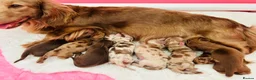 Miniature Dachshund dogs for stud: Dapple Piebald Stud 💫  - Advert 21