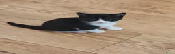 Mixed Breed cats for sale: Beautiful kittens for sale in Buckley - Advert 13